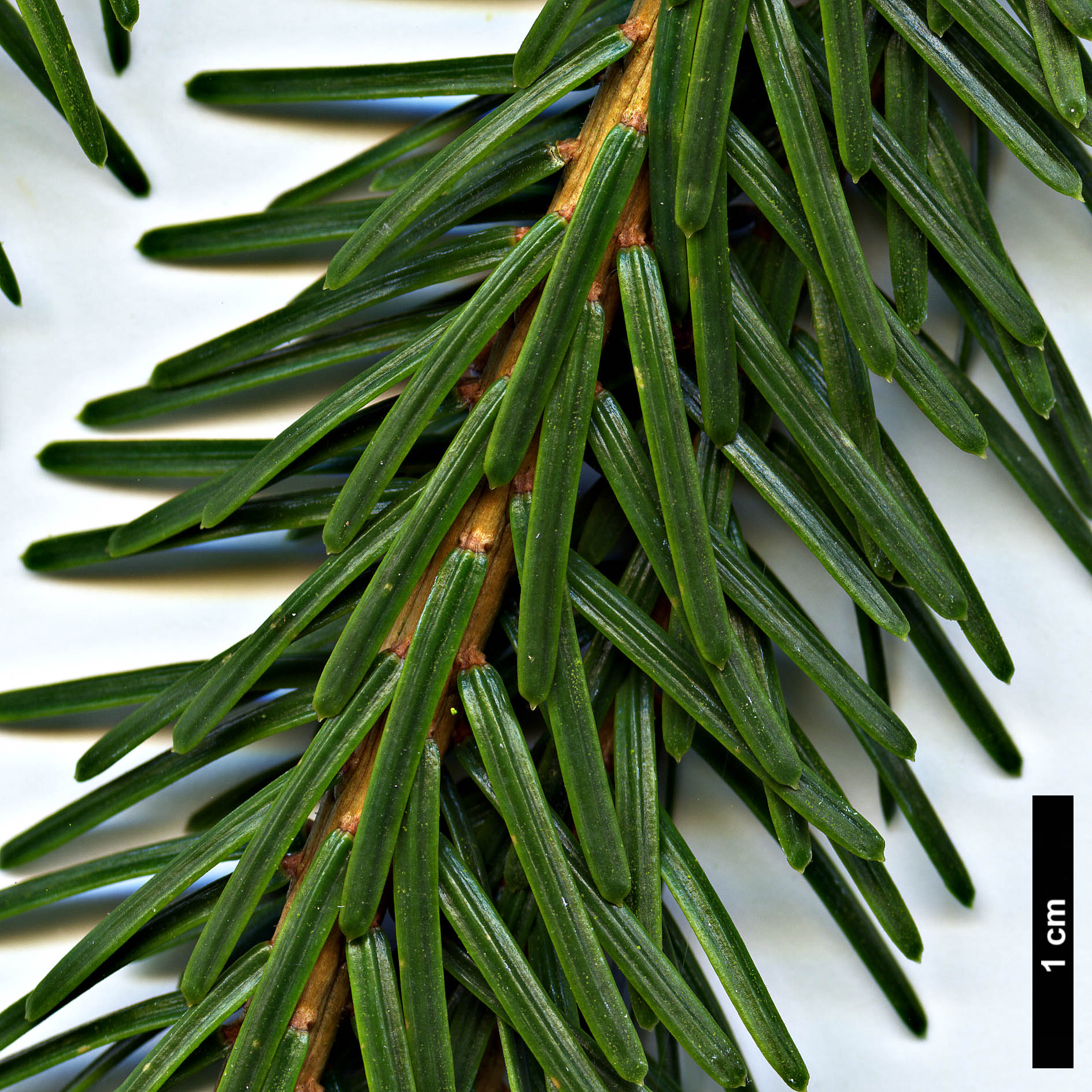 High resolution image: Family: Pinaceae - Genus: Picea - Taxon: brachytyla - SpeciesSub: var. complanata